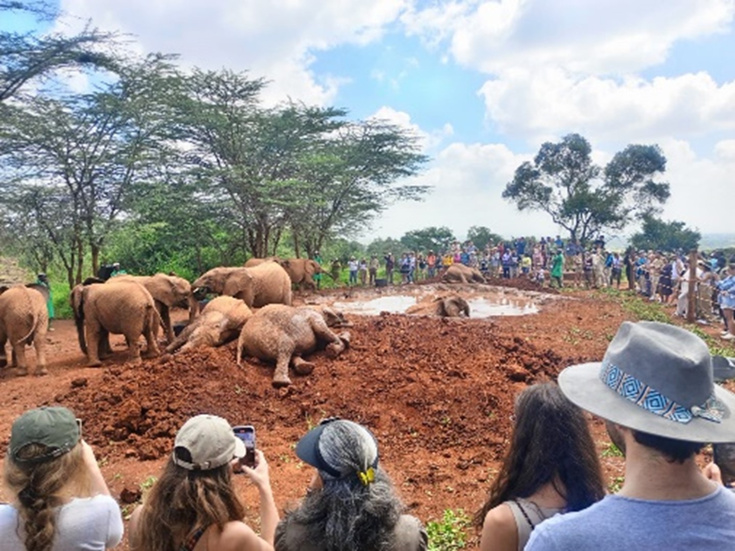 Orphelinat des éléphants