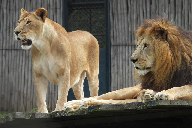 Stedmak animal village 