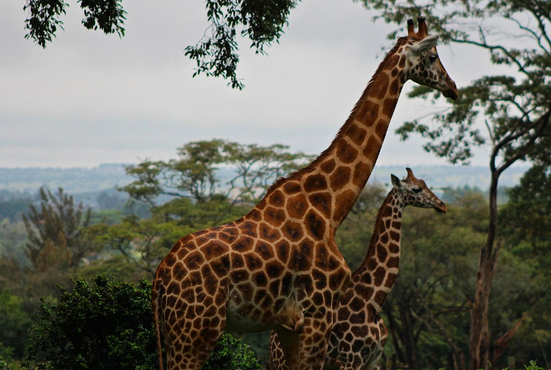 Image de Giraffe center 