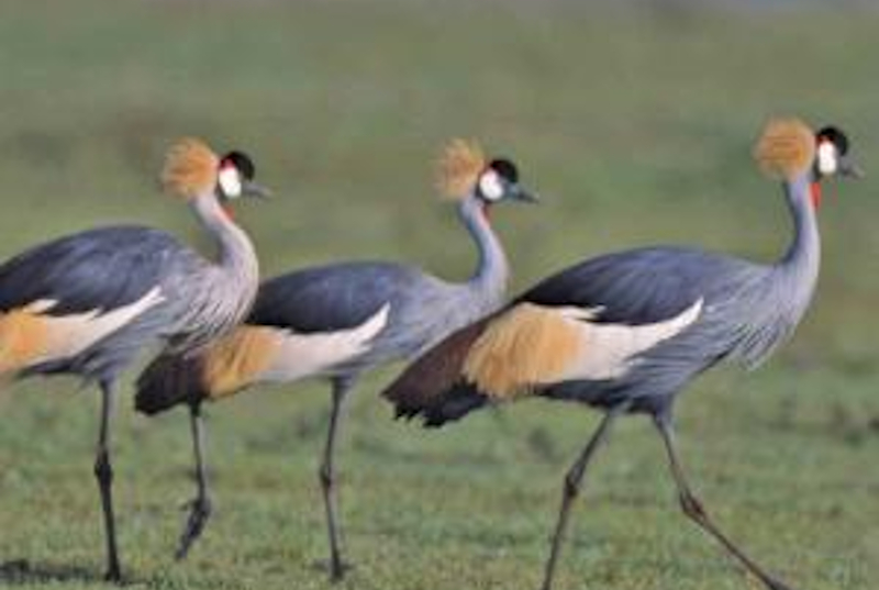 National Nairobi Park 