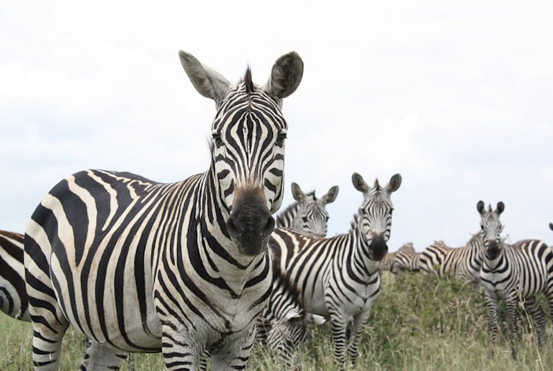 Image de National Nairobi Park 