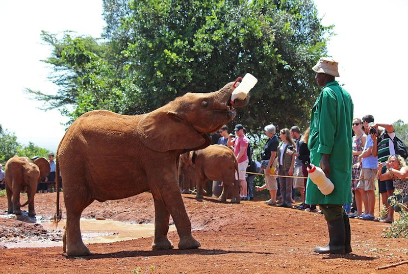 Orphelinat des éléphants