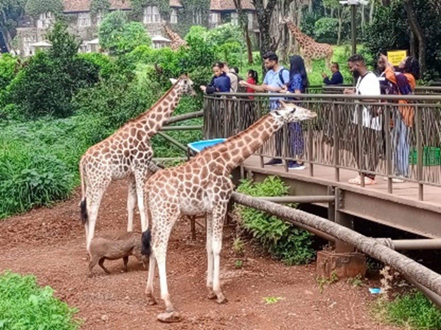 Giraffe center 